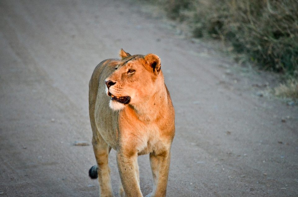 Serengeti National Park 083-18