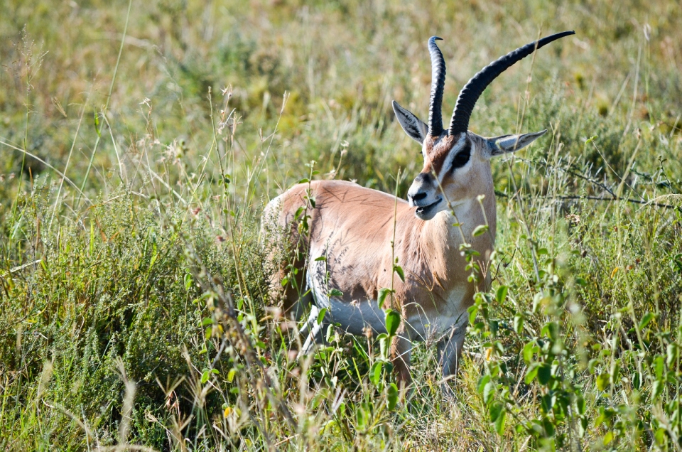 Serengeti National Park 287-47